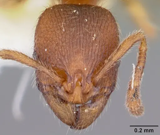 Stenamma impar specimen CASENT0104795 image casent0104795_2