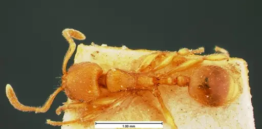 Stenamma impar specimen CASENT0105543 image casent0105543_1