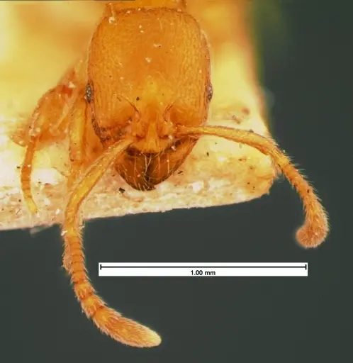 Stenamma impar specimen CASENT0105543 image casent0105543_2