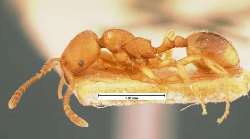 Stenamma impar specimen CASENT0105543 image casent0105543_3
