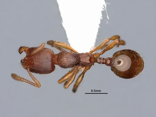 Stenamma impar specimen CASENT0884249 image casent0884249_1