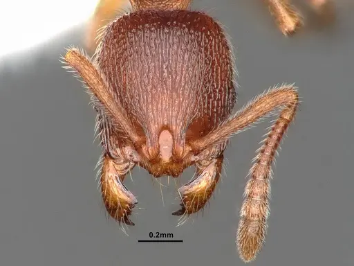 Stenamma impar specimen CASENT0884249 image casent0884249_2