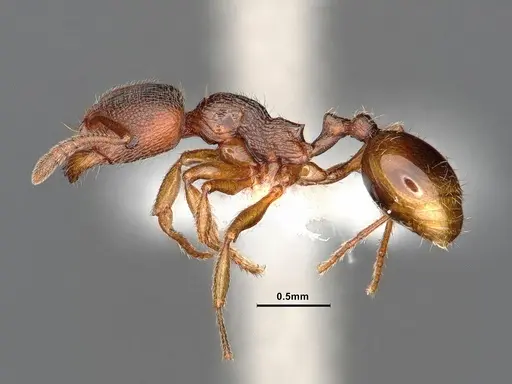 Stenamma impar specimen CASENT0884249 image casent0884249_3