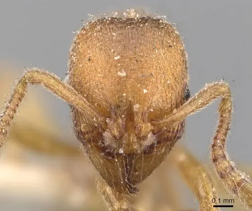 Stenamma impar specimen CASENT0907679 image casent0907679_2