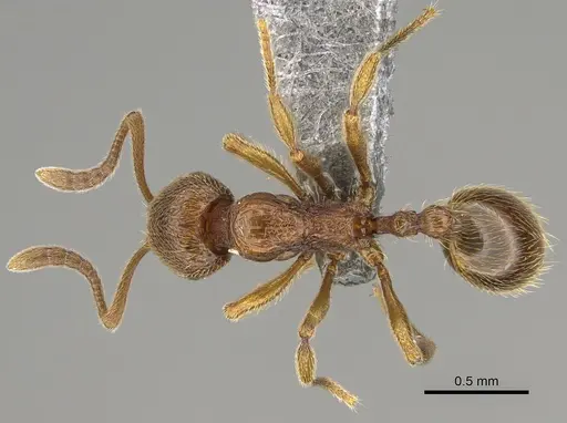 Stenamma impar specimen CASENT0923373 image casent0923373_1
