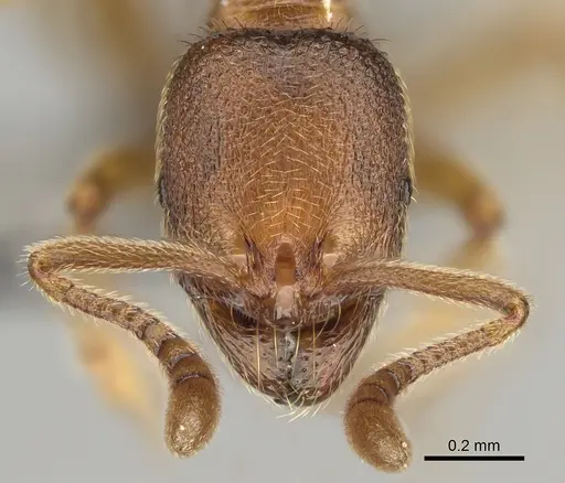 Stenamma impar specimen CASENT0923373 image casent0923373_2