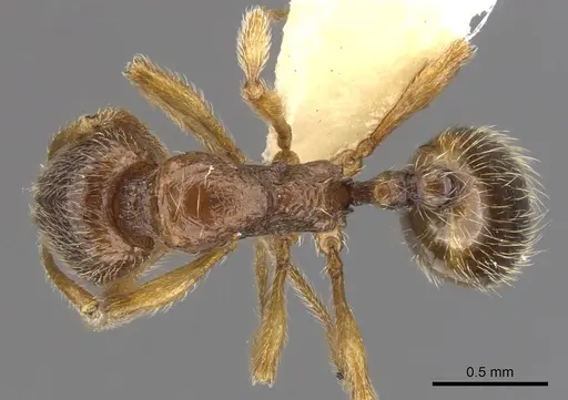 Stenamma jeriorum specimen CASENT0900947 image casent0900947_1