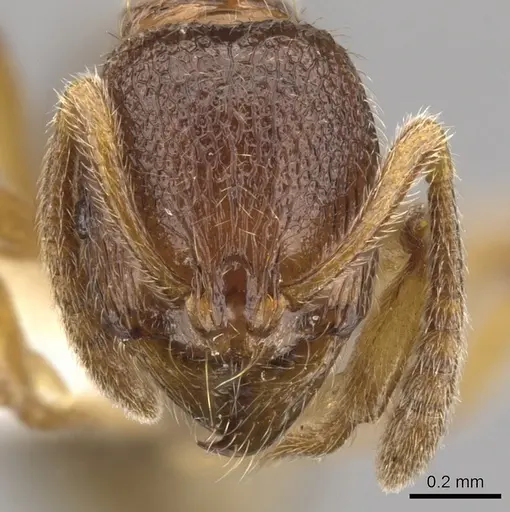 Stenamma jeriorum specimen CASENT0900947 image casent0900947_2