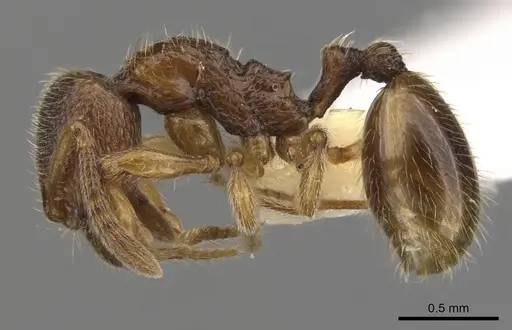 Stenamma jeriorum specimen CASENT0900947 image casent0900947_3