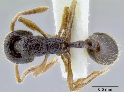 Stenamma jhitingriense specimen ANTWEB1008039 image antweb1008039_1