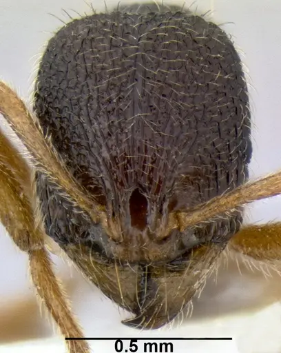 Stenamma jhitingriense specimen ANTWEB1008039 image antweb1008039_2