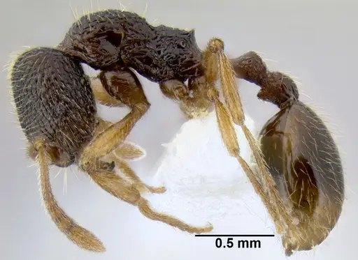 Stenamma jhitingriense specimen ANTWEB1008039 image antweb1008039_3