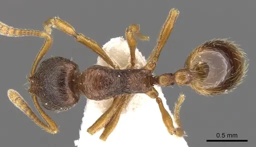 Stenamma kashmirense specimen CASENT0900946 image casent0900946_1