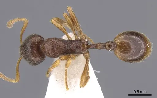 Stenamma kashmirense specimen CASENT0913971 image casent0913971_1