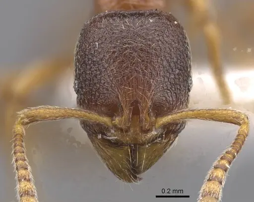 Stenamma kashmirense specimen CASENT0913971 image casent0913971_2