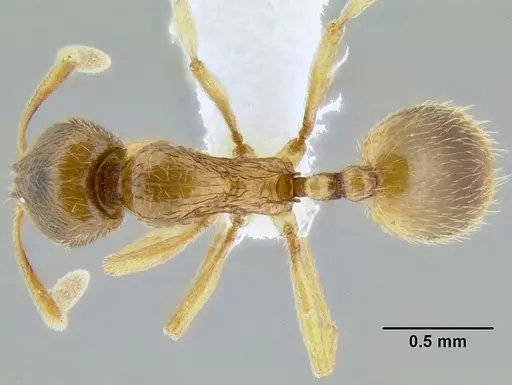 Stenamma lagunum specimen CASENT0622371 image casent0622371_1