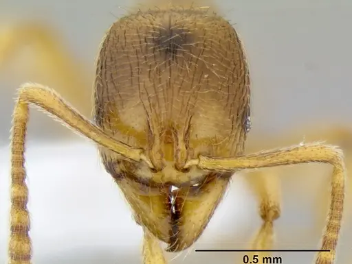 Stenamma lagunum specimen CASENT0622371 image casent0622371_2