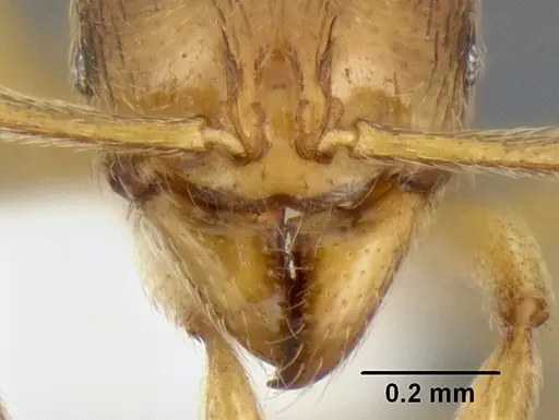 Stenamma lagunum specimen CASENT0622371 image casent0622371_3