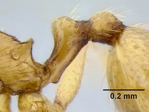 Stenamma lagunum specimen CASENT0622371 image casent0622371_5