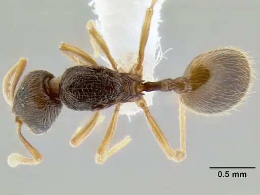 Stenamma lagunum specimen CASENT0622384 image casent0622384_1