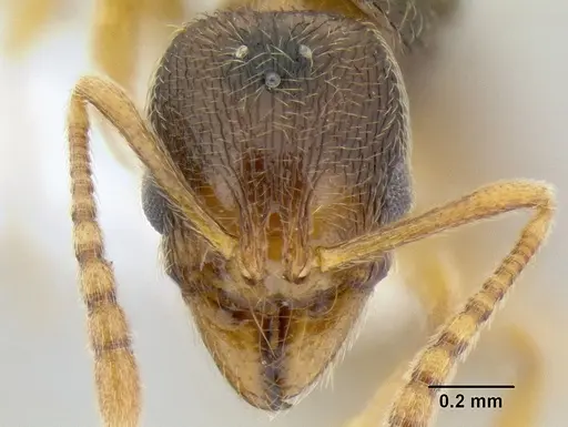 Stenamma lagunum specimen CASENT0622384 image casent0622384_2