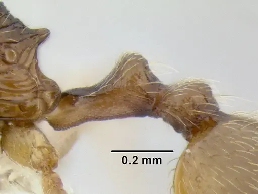 Stenamma lagunum specimen CASENT0622384 image casent0622384_4