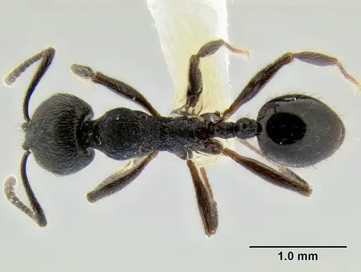 Stenamma leptospinum specimen CASENT0604354 image casent0604354_1