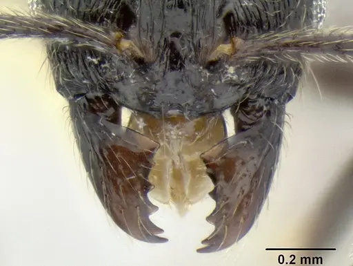 Stenamma leptospinum specimen CASENT0604354 image casent0604354_3