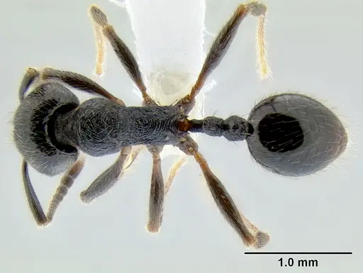 Stenamma leptospinum specimen CASENT0605530 image casent0605530_1