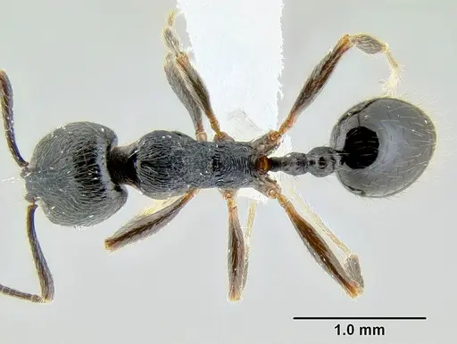 Stenamma leptospinum specimen CASENT0605531 image casent0605531_1