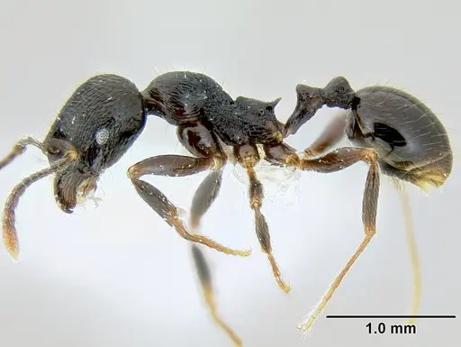 Stenamma leptospinum specimen CASENT0605531 image casent0605531_3