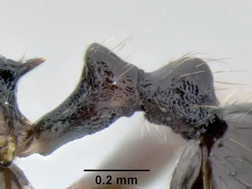 Stenamma leptospinum specimen CASENT0605531 image casent0605531_4