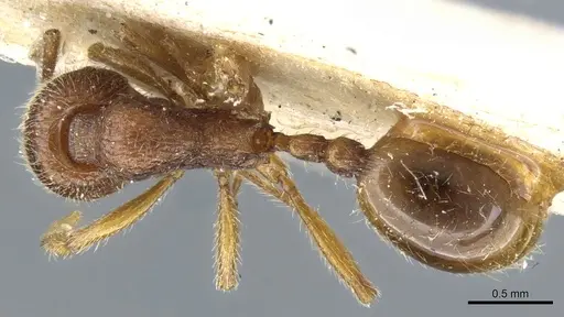 Stenamma lippulum specimen CASENT0904151 image casent0904151_1