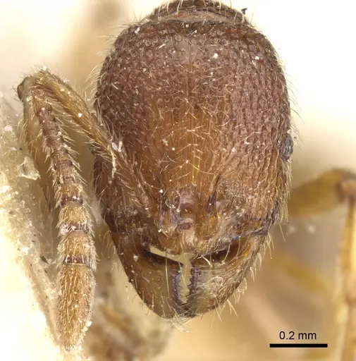 Stenamma lippulum specimen CASENT0904151 image casent0904151_2