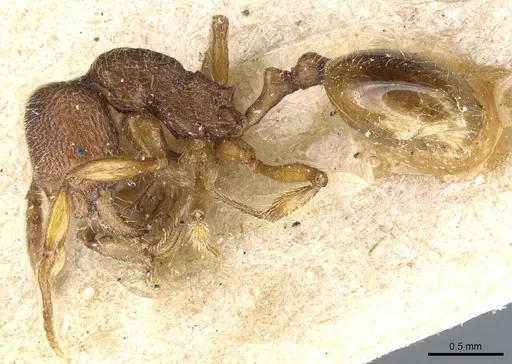 Stenamma lippulum specimen CASENT0904151 image casent0904151_3
