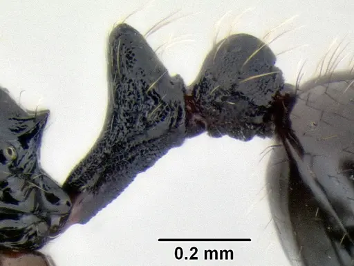 Stenamma llama specimen CASENT0605236 image casent0605236_5