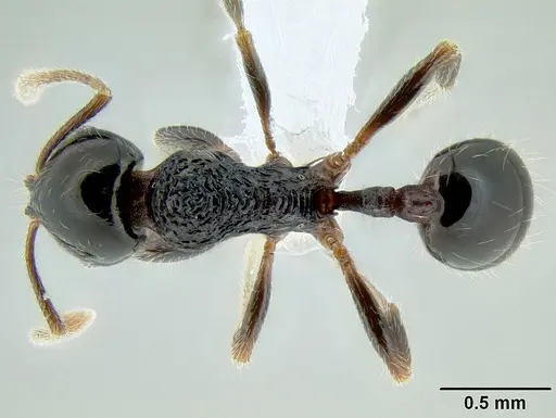 Stenamma lobinodus specimen CASENT0605571 image casent0605571_1