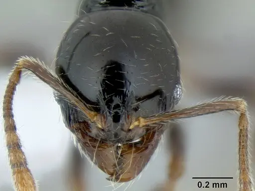 Stenamma lobinodus specimen CASENT0605571 image casent0605571_2