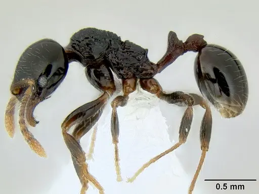 Stenamma lobinodus specimen CASENT0605571 image casent0605571_3