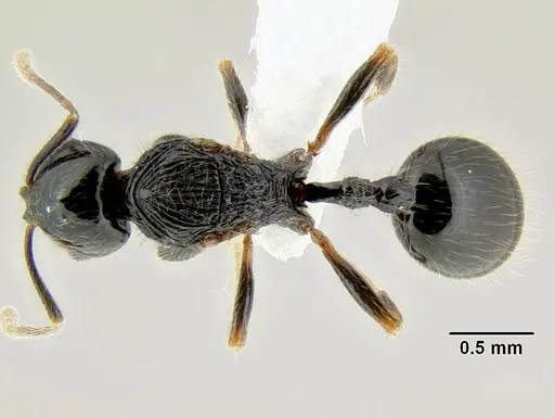 Stenamma lobinodus specimen CASENT0605638 image casent0605638_1