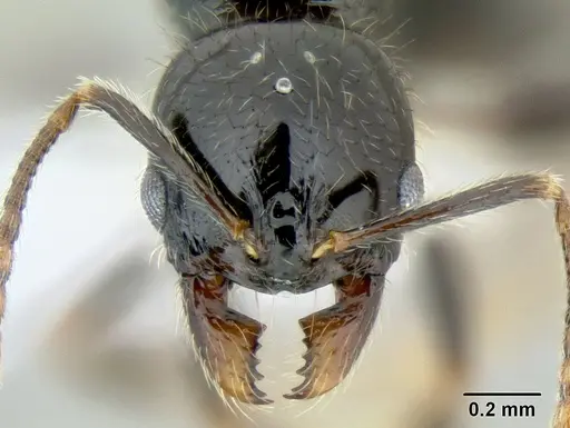 Stenamma lobinodus specimen CASENT0605638 image casent0605638_2