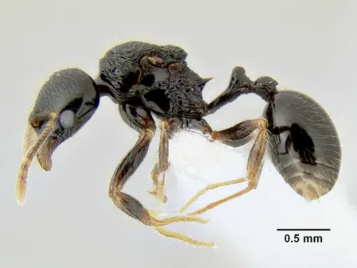 Stenamma lobinodus specimen CASENT0605638 image casent0605638_3