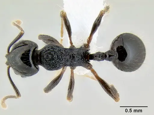 Stenamma lobinodus specimen CASENT0605658 image casent0605658_1