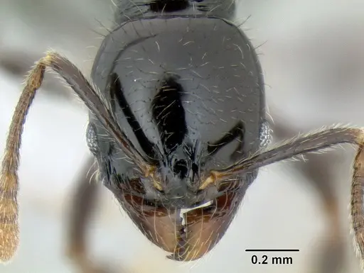 Stenamma lobinodus specimen CASENT0605658 image casent0605658_2