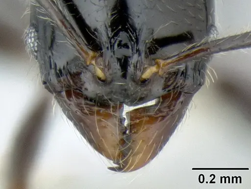 Stenamma lobinodus specimen CASENT0605658 image casent0605658_3