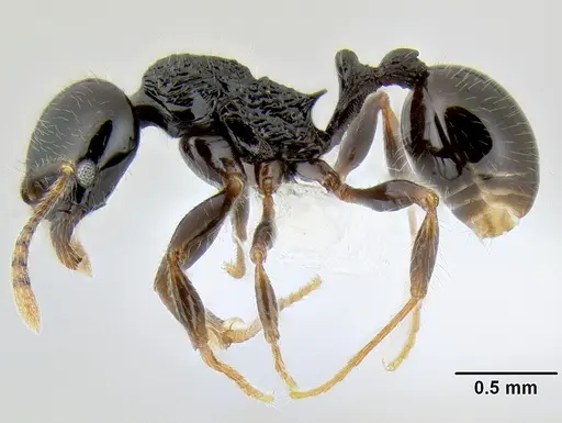 Stenamma lobinodus specimen CASENT0605658 image casent0605658_4