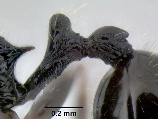 Stenamma lobinodus specimen CASENT0605658 image casent0605658_5