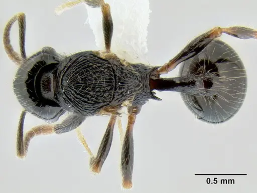 Stenamma lobinodus specimen CASENT0605697 image casent0605697_1