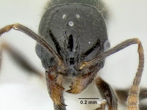 Stenamma lobinodus specimen CASENT0605697 image casent0605697_2
