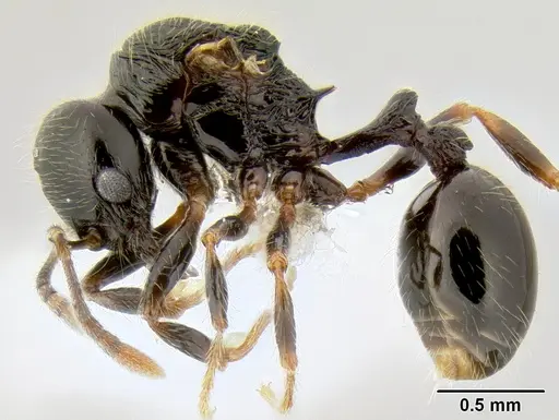 Stenamma lobinodus specimen CASENT0605697 image casent0605697_3